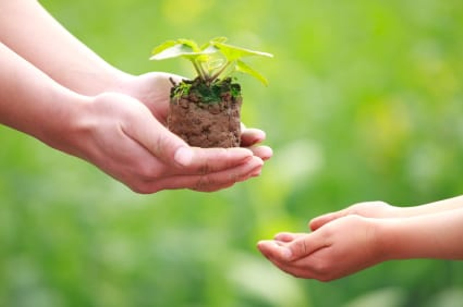 Why You MUST be an Eco-Friendly Productive Muslim and How to Go About It