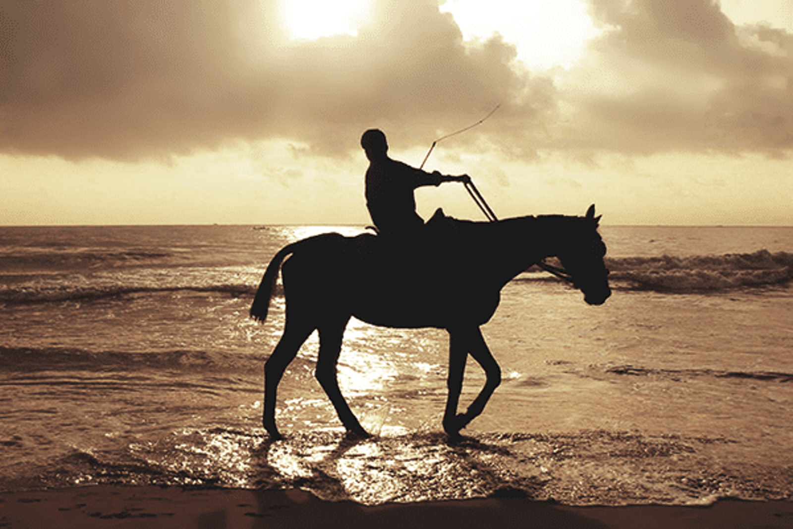 [Productive Hobbies] Horses and Horse Riding