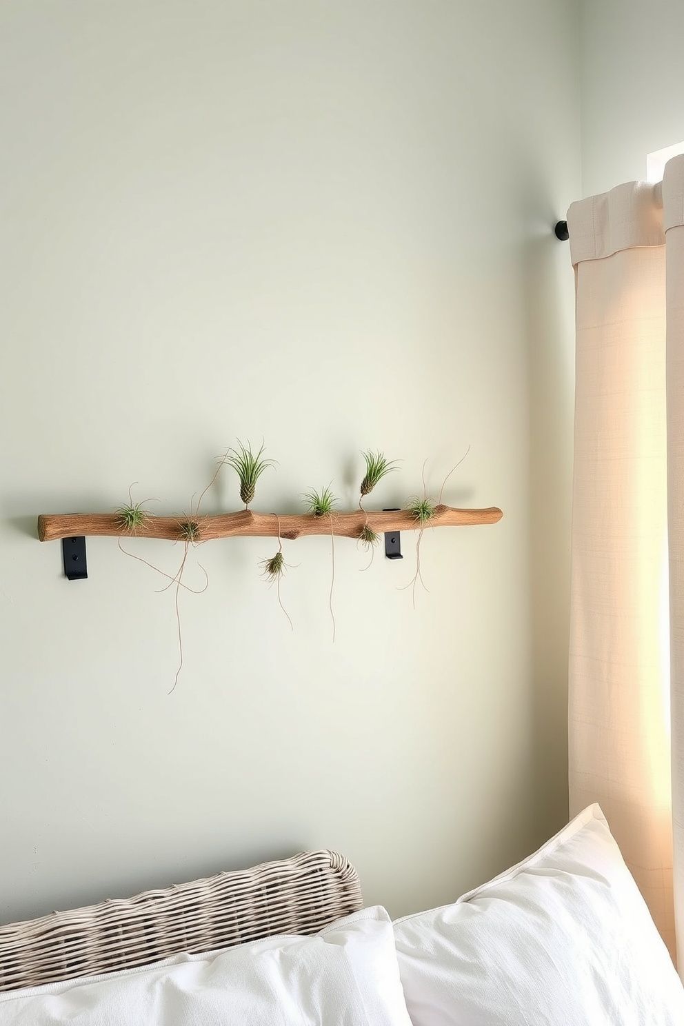 Wall-Mounted Driftwood Branch With Air Plants Wired at Natural Intervals – coastal — bedroom coastal — bedroom decor · Boho Coastal Bedroom: 15 Relaxed Layered Designs for the Free-Spirited Decorator