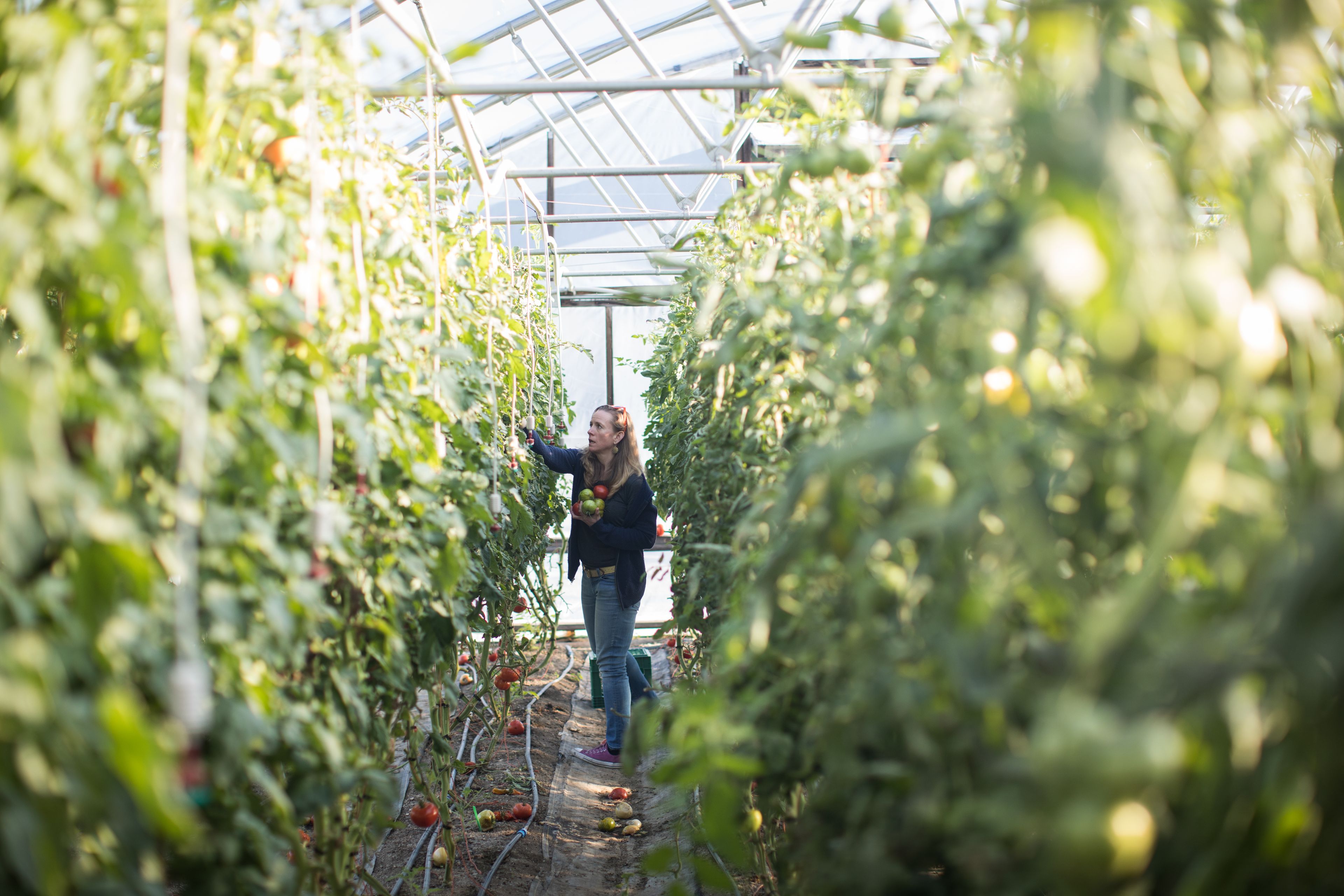 Woman picks tomatoes from the vine