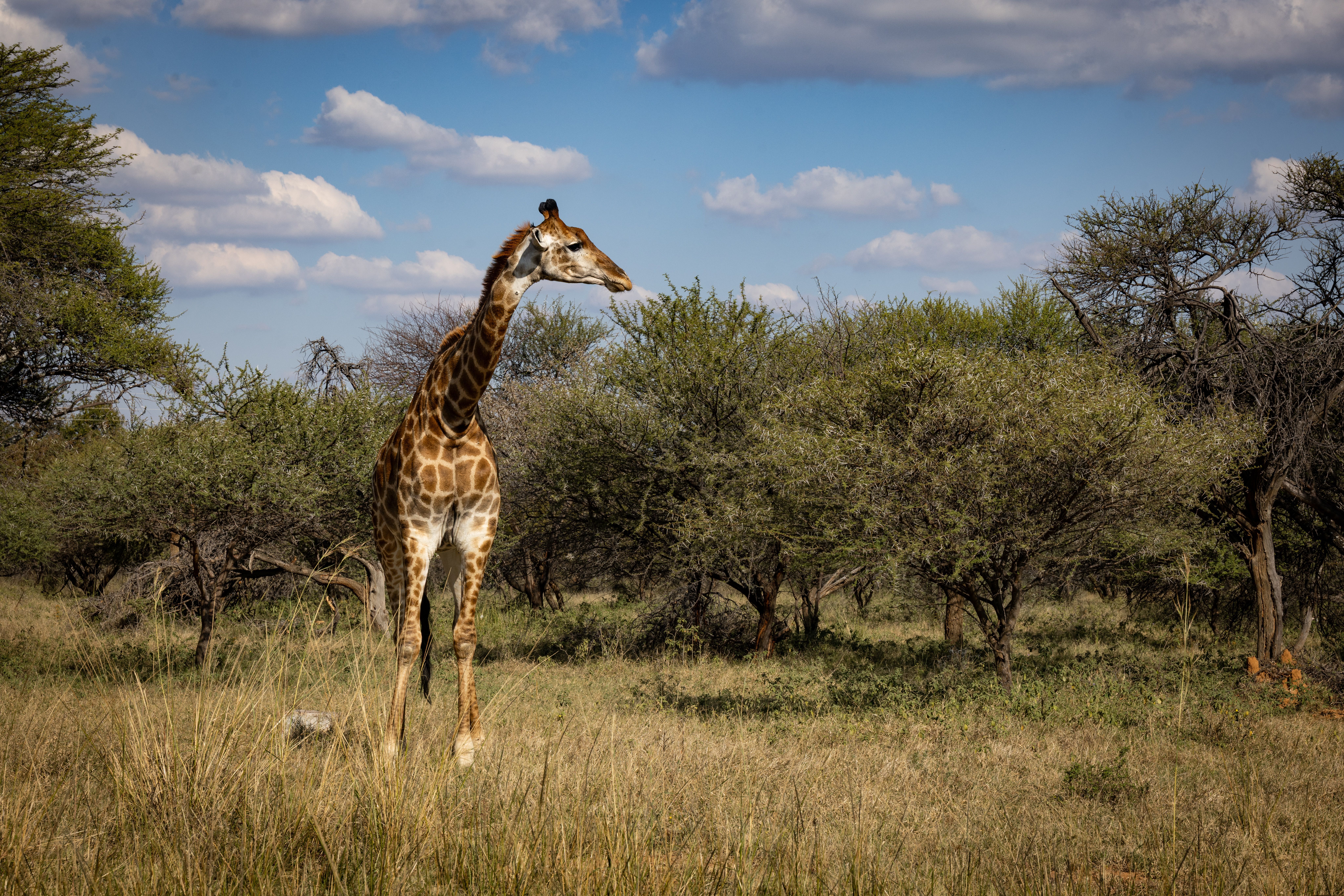 Hotels in Botswana