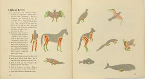 Book 2, Visual Science, London: Max Parrish, 1950