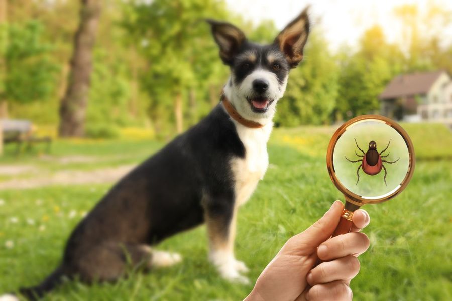 Deer Tick vs. Dog Tick on Cape Cod: How to Tell Them Apart (and Which One Carries Lyme)