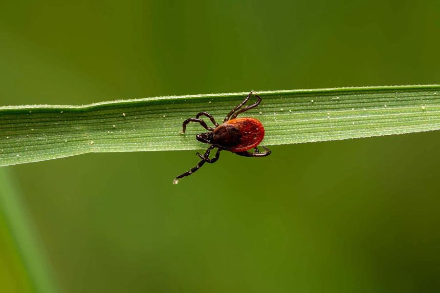 How Often to Spray for Ticks: A Year-Round Yard Guide