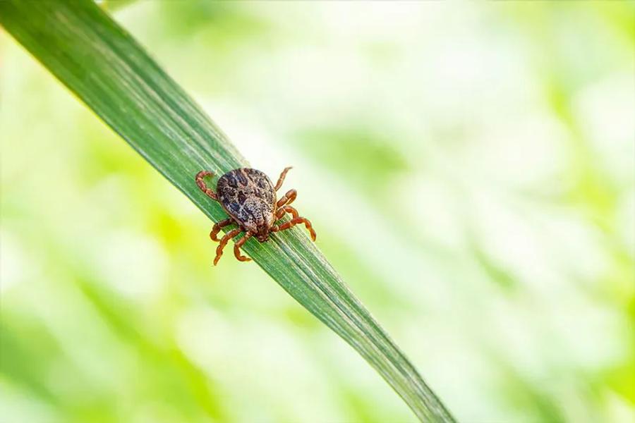 Organic Tick & Mosquito Control