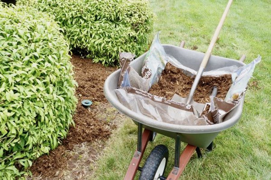 How Climate Change Is Changing Pest Problems in My Garden