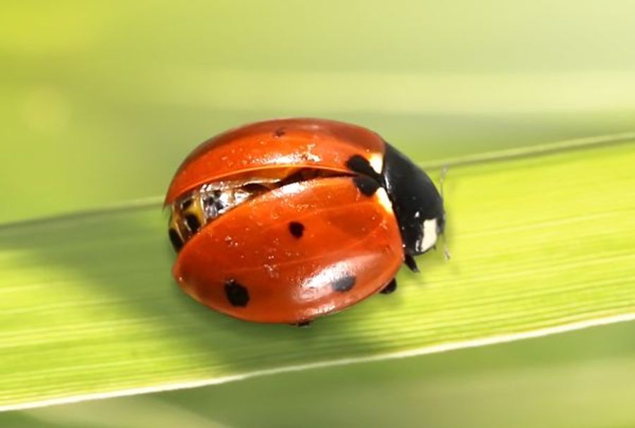 Using Beneficial Insects for Natural Pest Control in the Yard