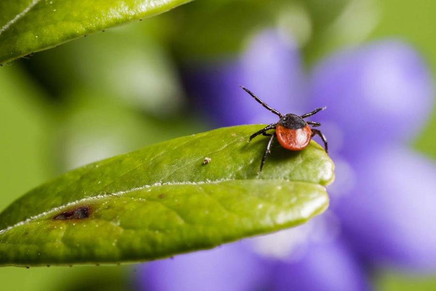 The Most Effective Way to Get Rid of Ticks Naturally