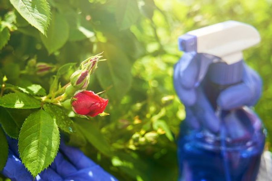 Organic Pest Control Recipes for a Bug-Free Home and Yard