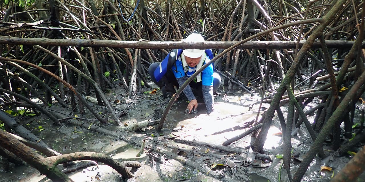 pp-mero-foundation-dan-mangrove-institute-3