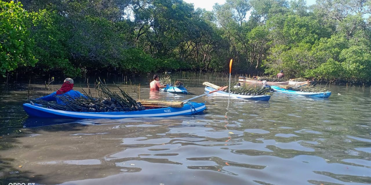 padat-karya-mangrove-kkp-3