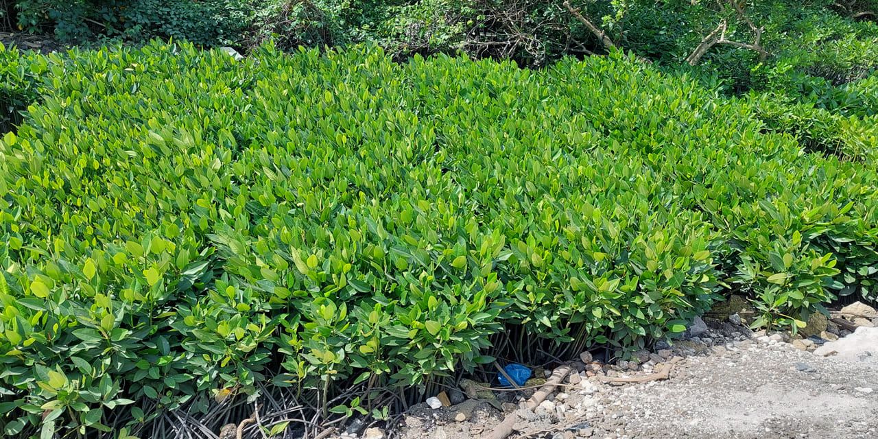 lindungi-hutan-x-tokopedia-1