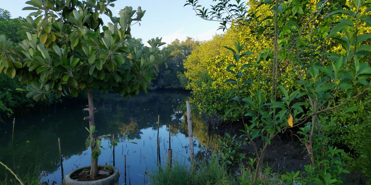 mangrove-nusantara-5