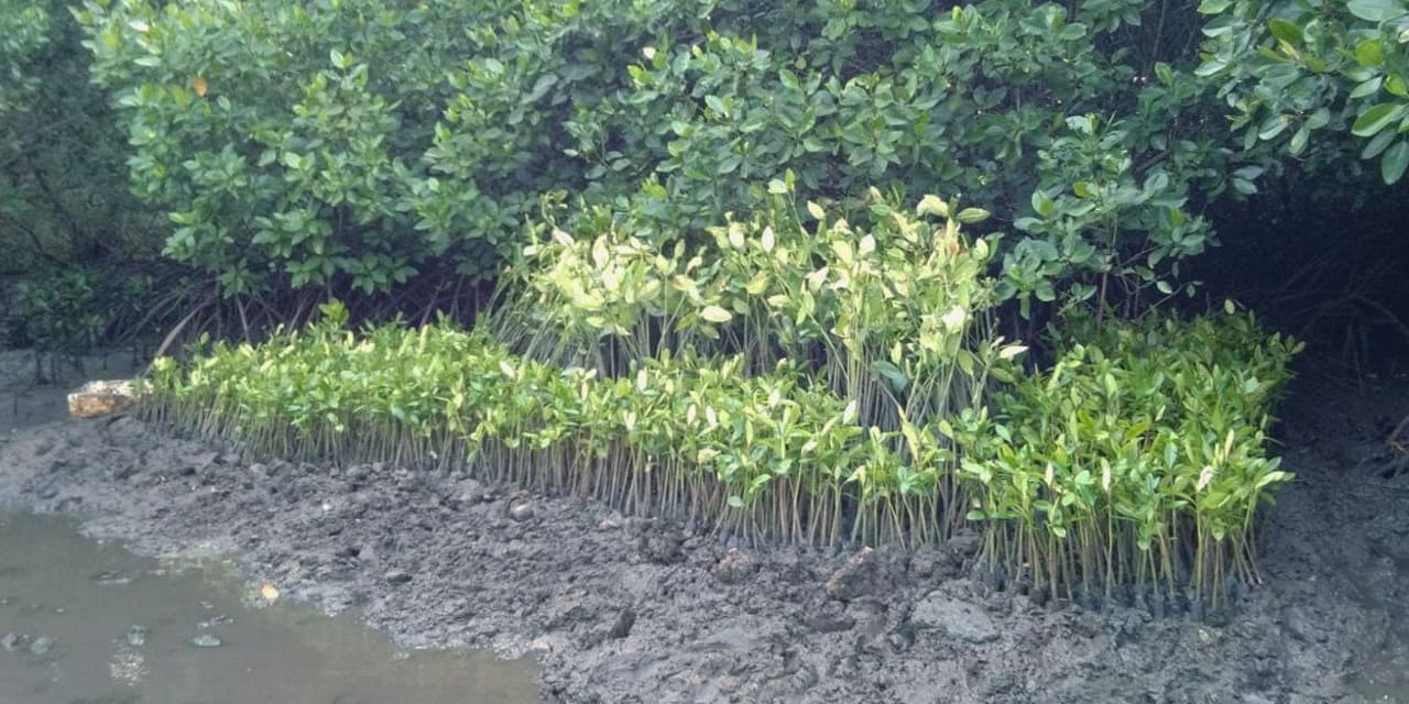 simbar-segara-x-pelindo-5