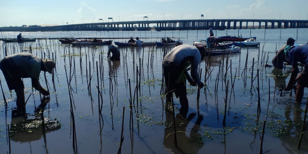 padat-karya-mangrove-kkp-1