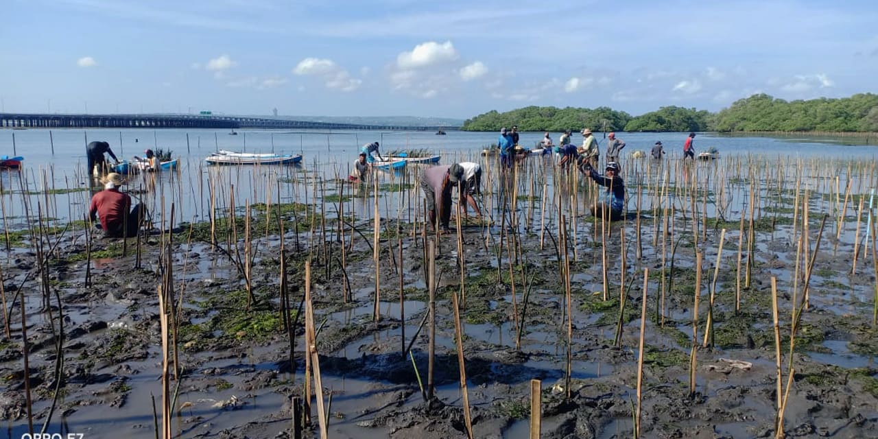 padat-karya-mangrove-kkp-2