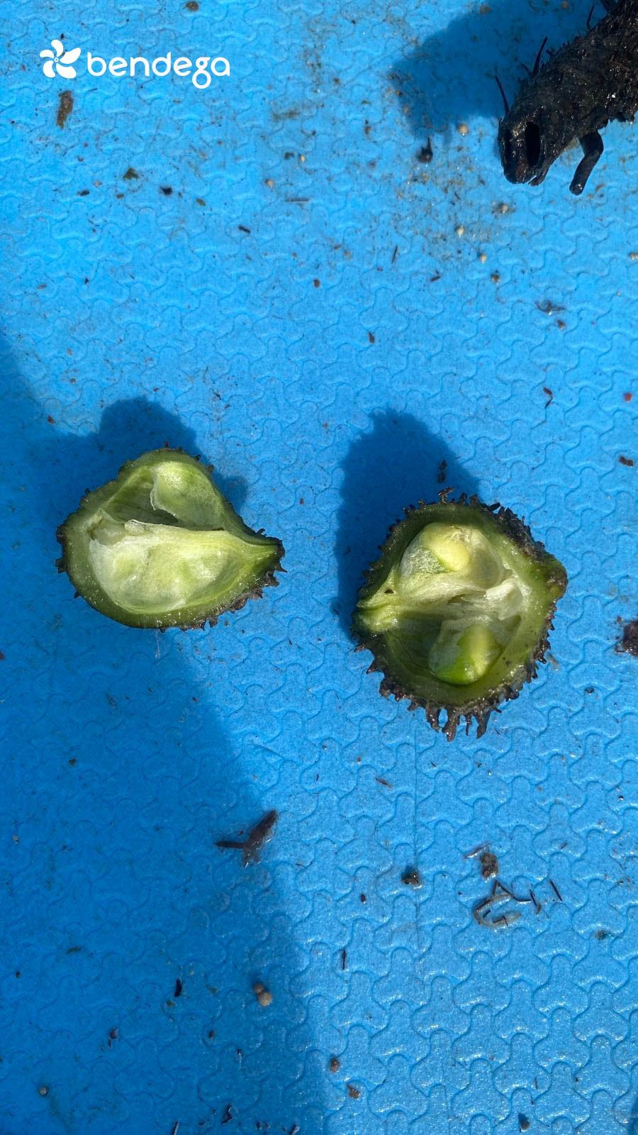 Foto Buah Lamun