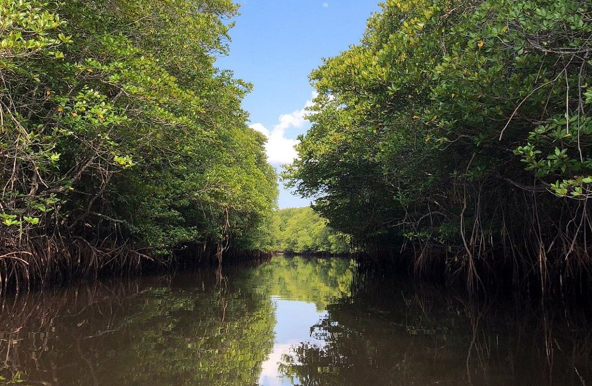 Why Mangroves Matter: The Unsung Guardians of Our Coastlines