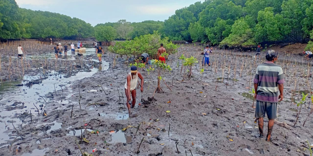 padat-karya-mangrove-kkp-4