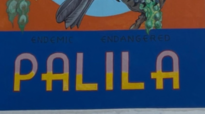 Mauna Keo Palila