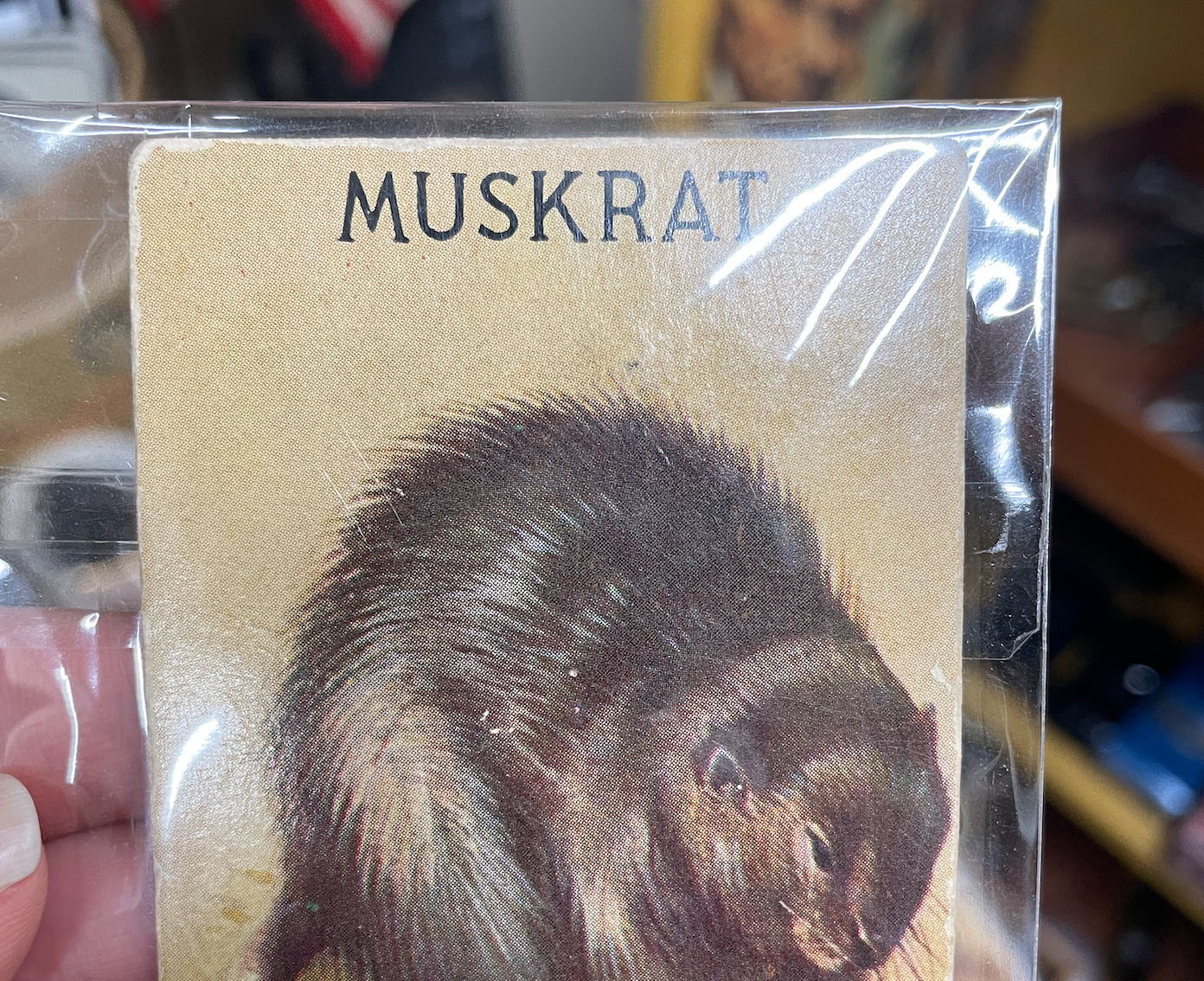 Muskrat