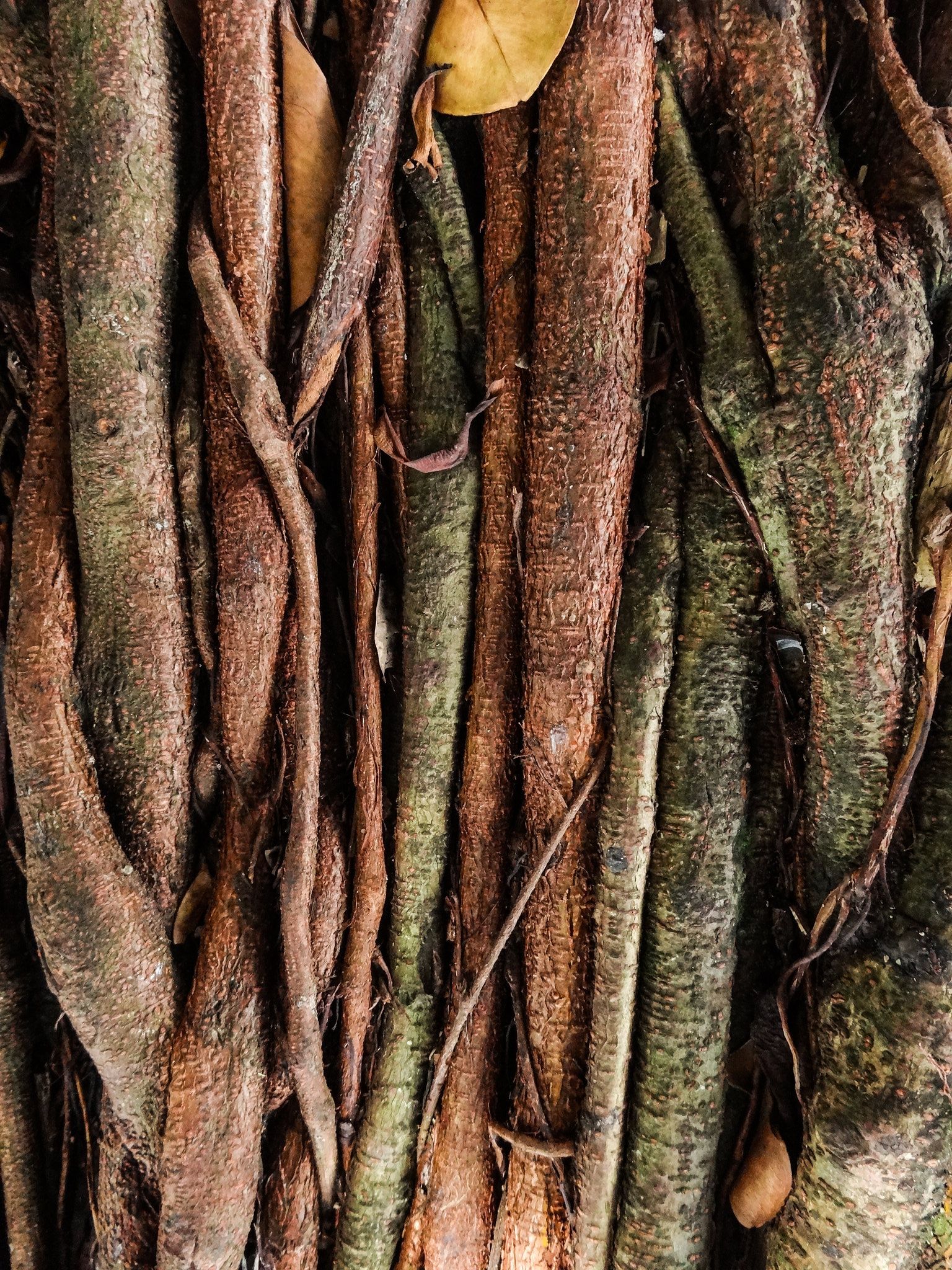 PLANTES VIVACES #02 w/ Crotch Goblin