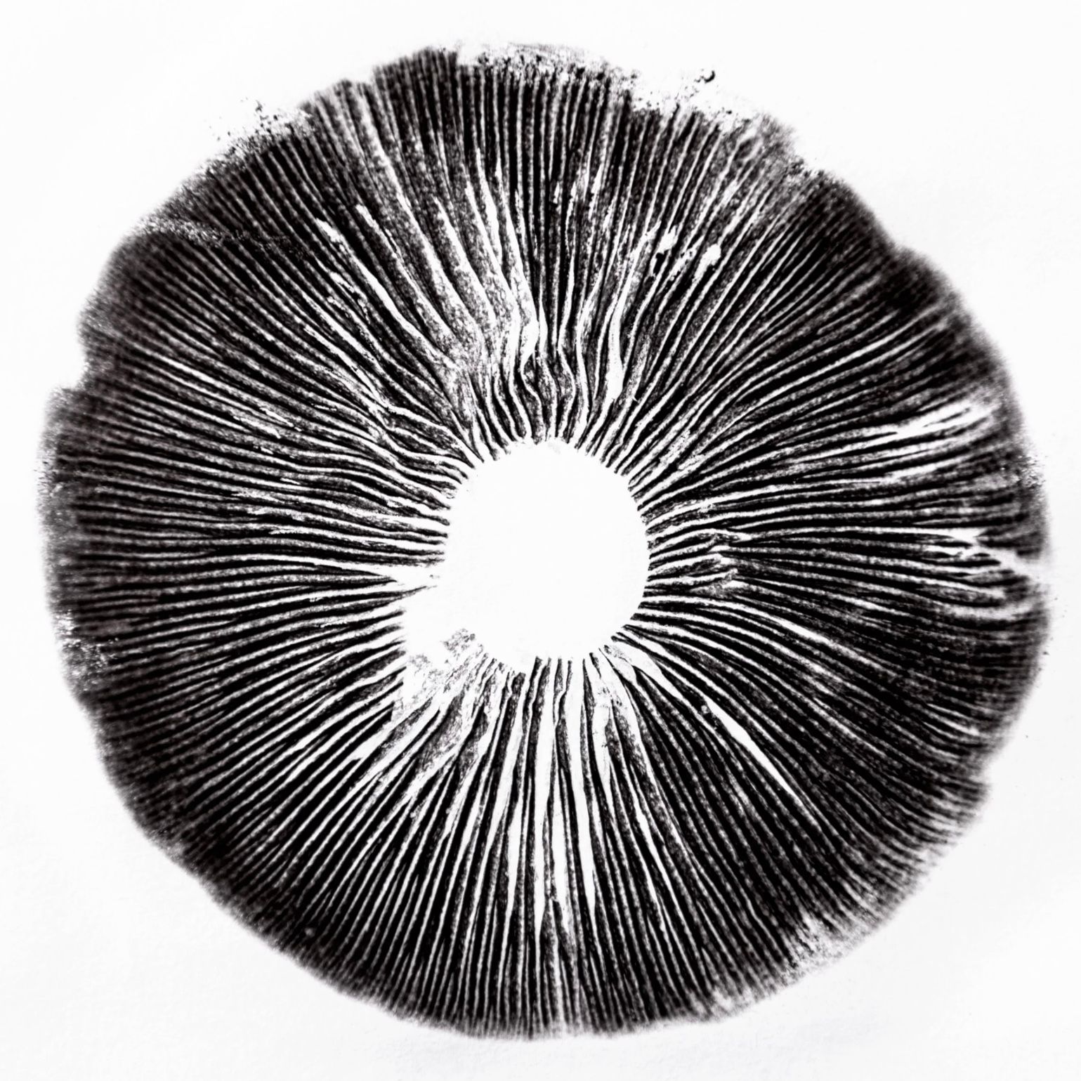 Chaos Theory w/ oak9000 & dontassume 