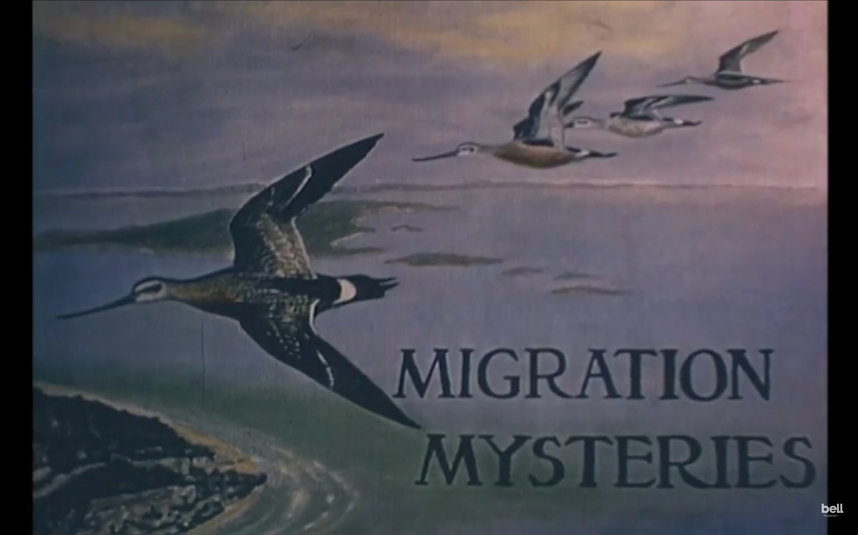 Migration Mysteries