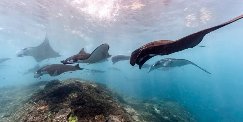 Komodo: Dragones & Mantas - Foto 4