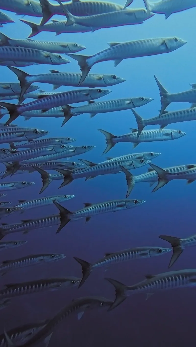 Maratua: Mantas, Medusas & Tiburones Ballena - Foto 9