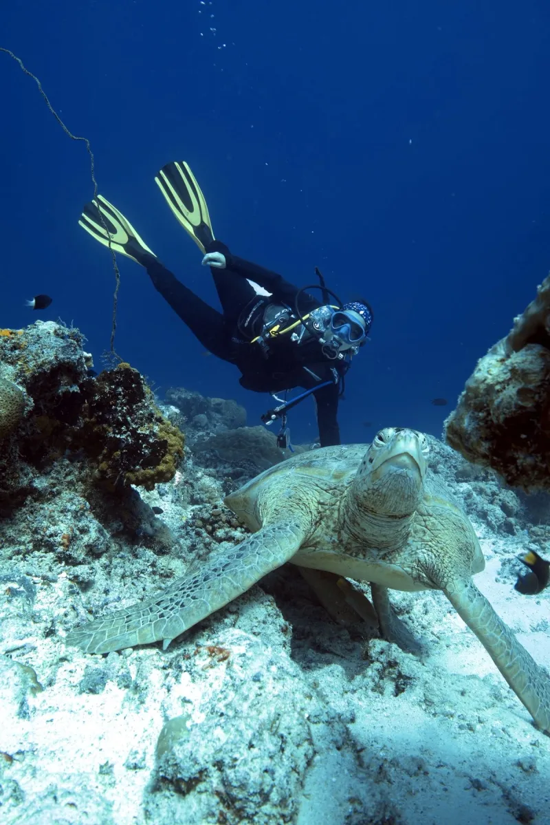 Maratua: Mantas, Medusas & Tiburones Ballena - Foto 5