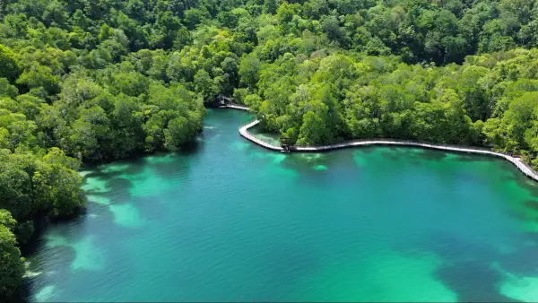 Lago medusas