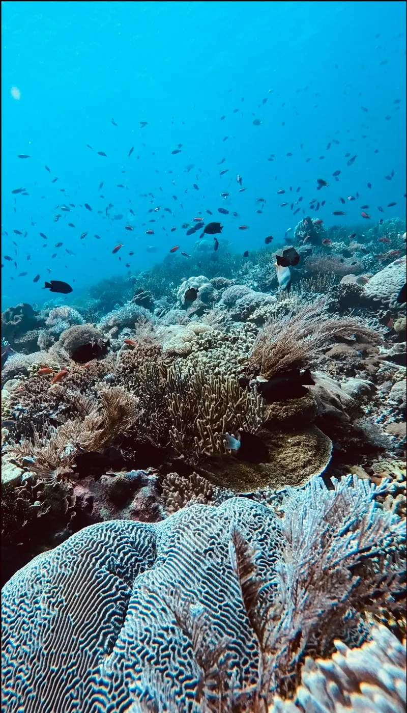 Komodo: Dragones & Mantas - Foto 6