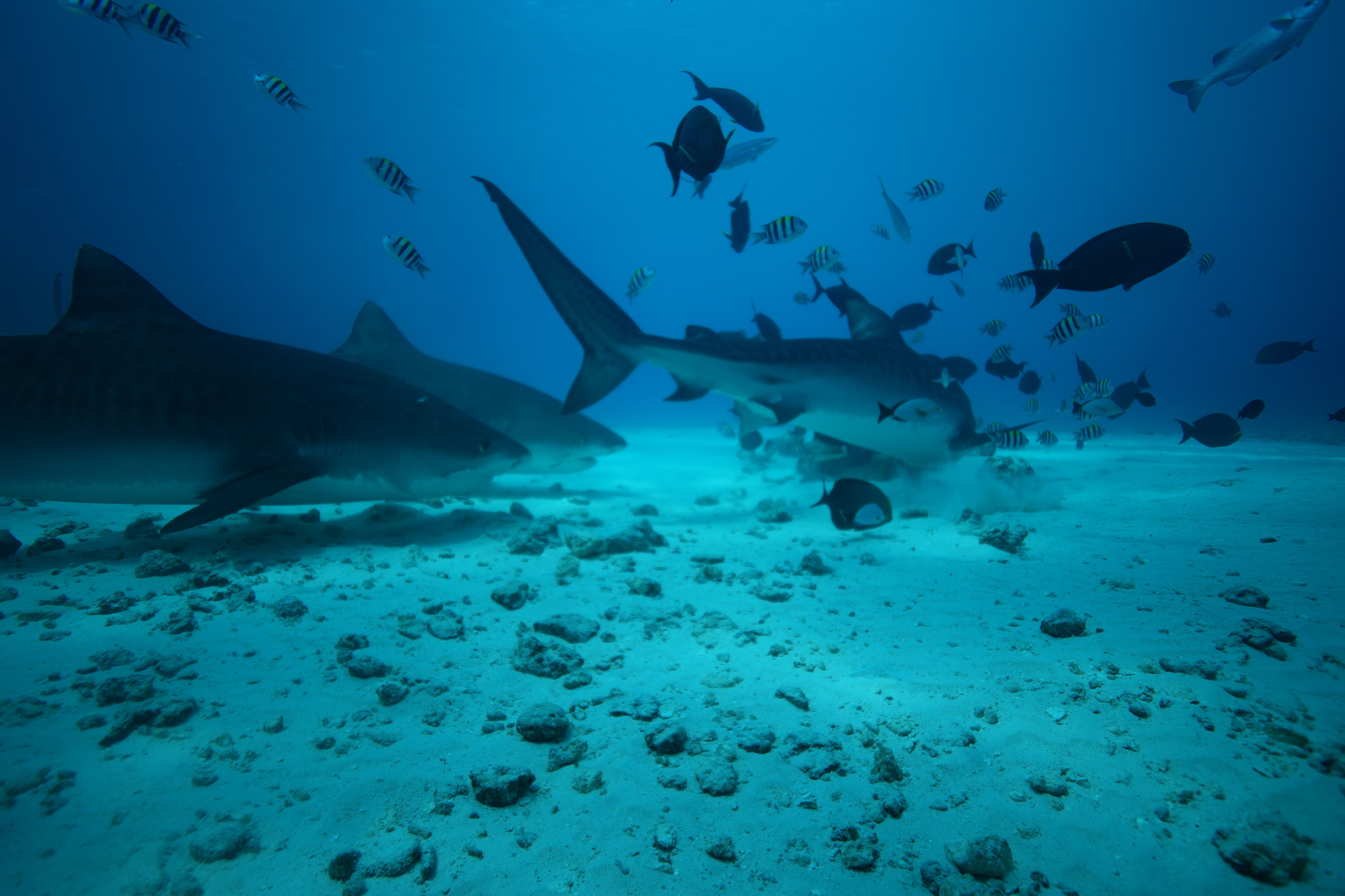 Fuvahmulah - Foto 12