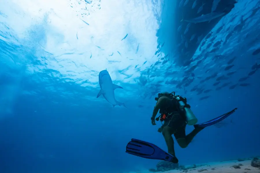 Guía completa de buceo en Fuvahmulah: El paraíso de los grandes pelágicos.