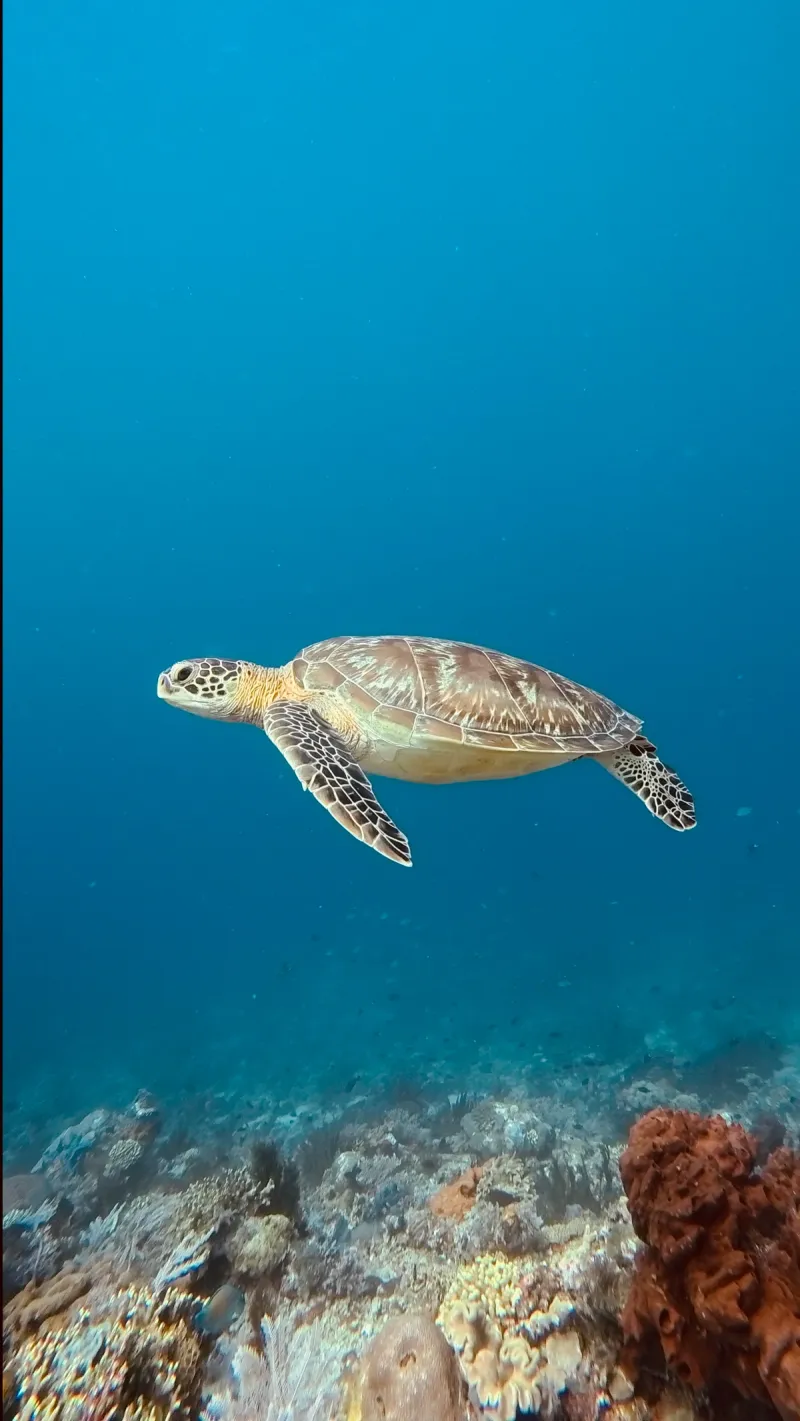 Komodo: Dragones & Mantas - Foto 11