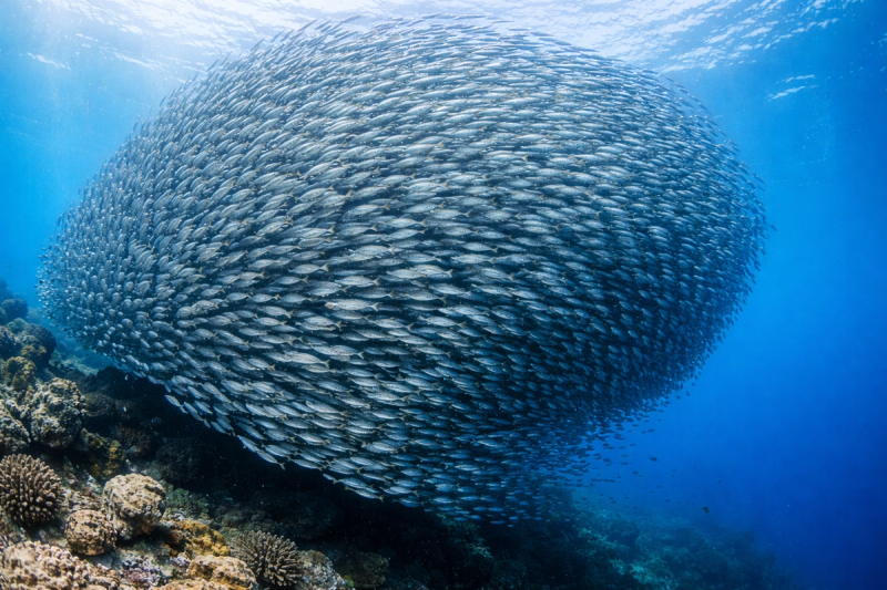El "Sardine Run" de Moalboal es accesible todo el año.