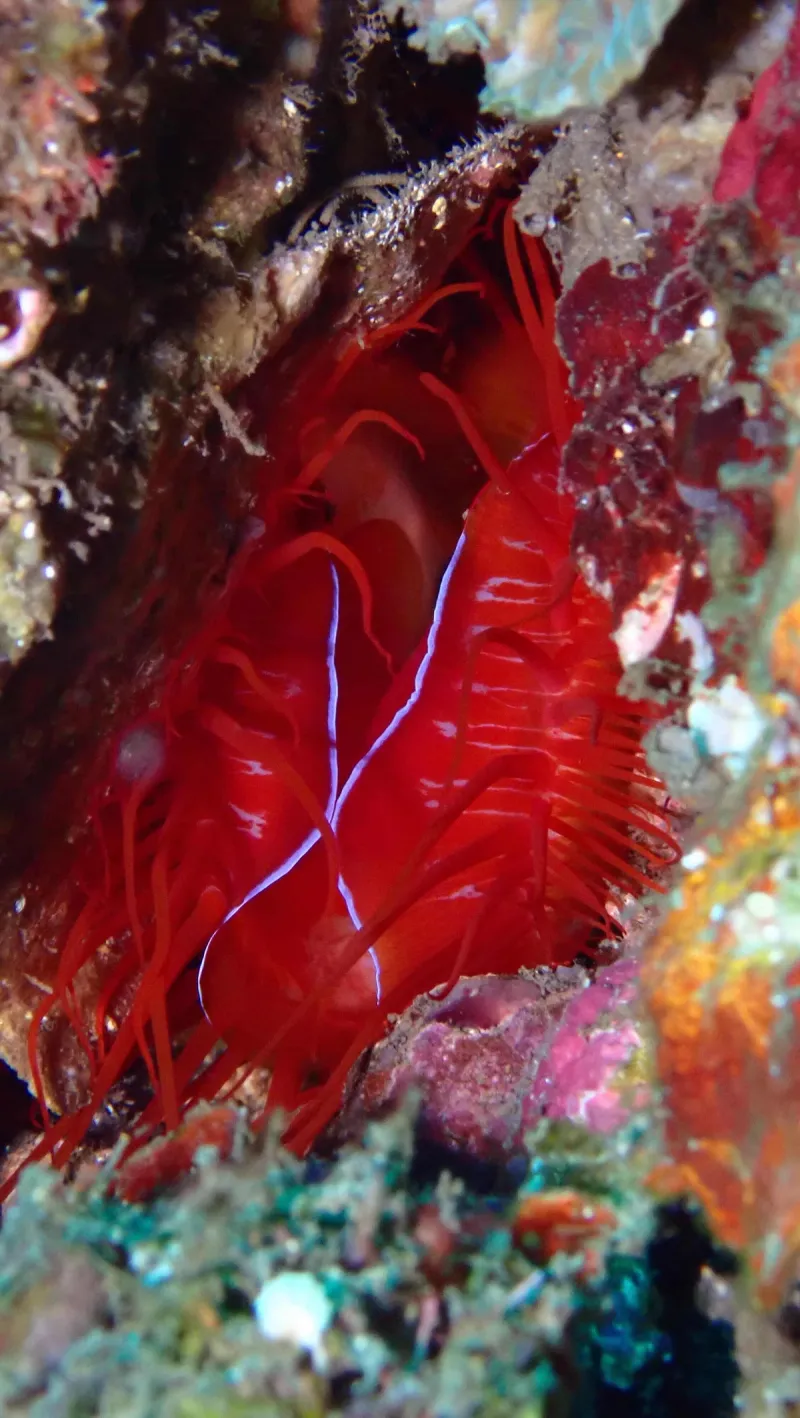 Bali & Penida: Volcanes & Mantas - Foto 11