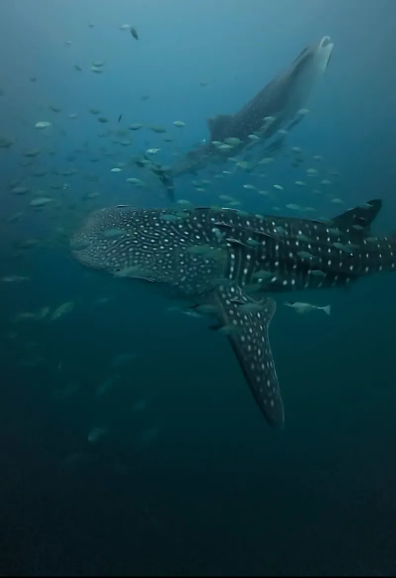 Maratua: Mantas, Medusas & Tiburones Ballena - Foto 20