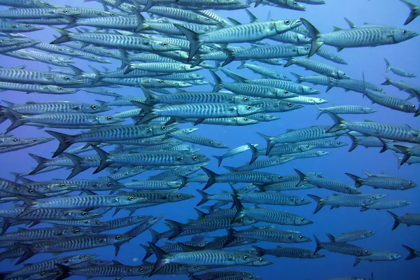 Banco de Barracudas