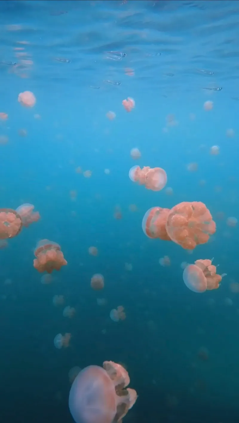 Maratua: Mantas, Medusas & Tiburones Ballena - Foto 21