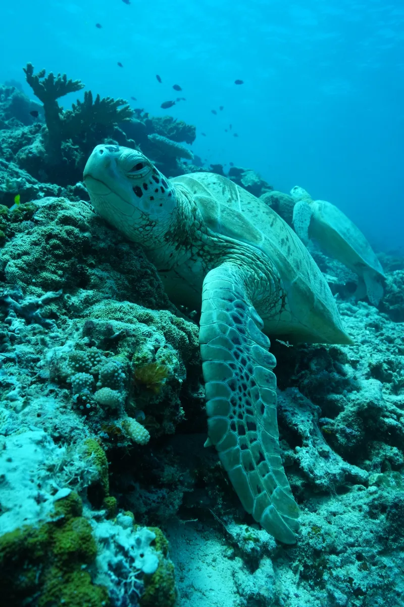 Maratua: Mantas, Medusas & Tiburones Ballena - Foto 12