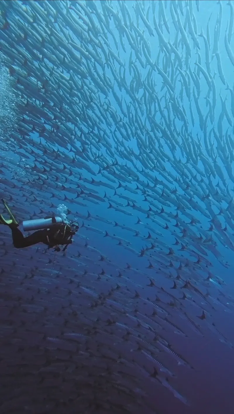 Maratua: Mantas, Medusas & Tiburones Ballena - Foto 7