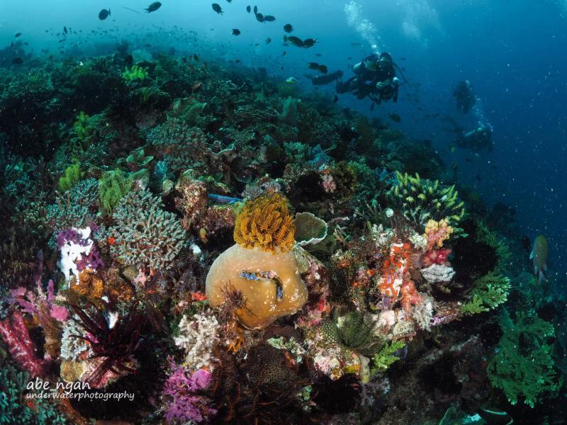 Imagen del artículo