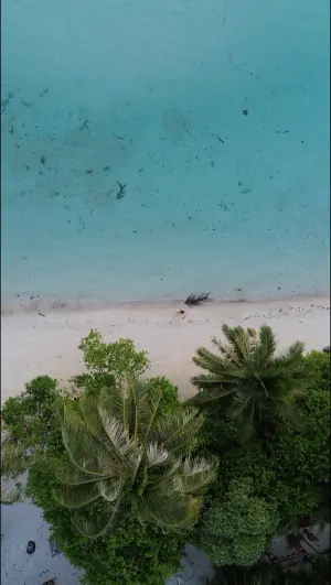 Maratua: Mantas, Medusas & Tiburones Ballena