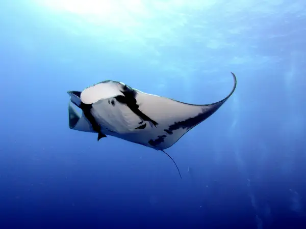Manta Oceánica