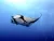Manta Oceánica