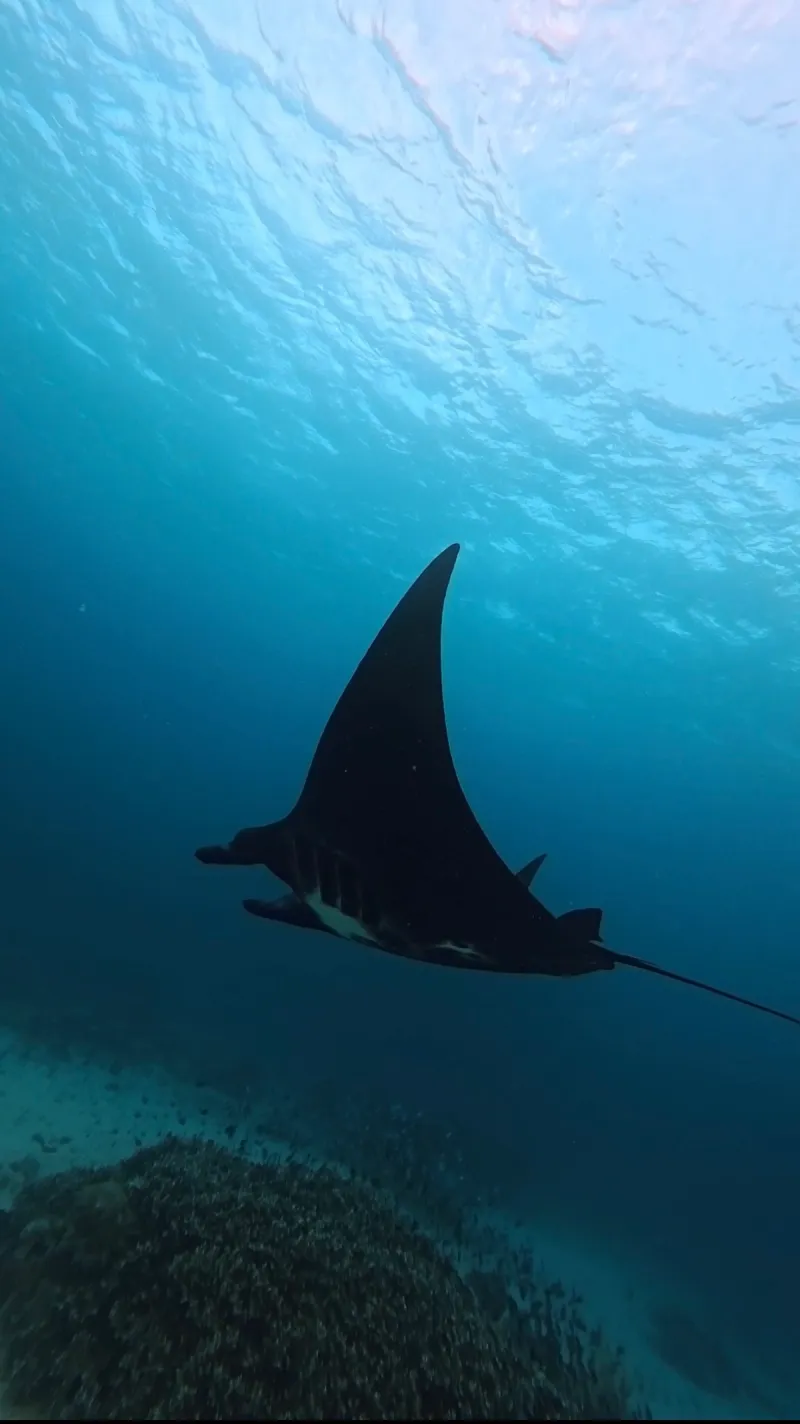 Maratua: Mantas, Medusas & Tiburones Ballena - Foto 6