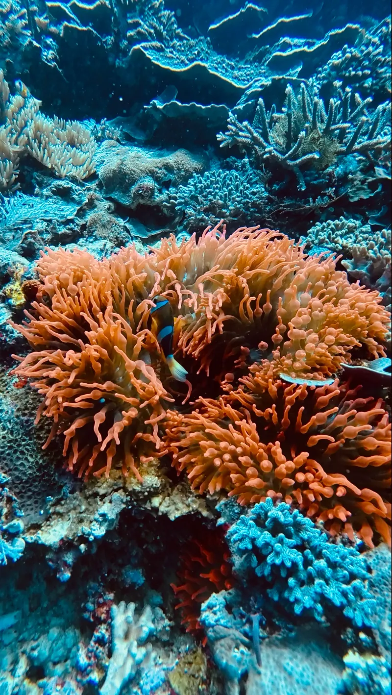 Komodo: Dragones & Mantas - Foto 12
