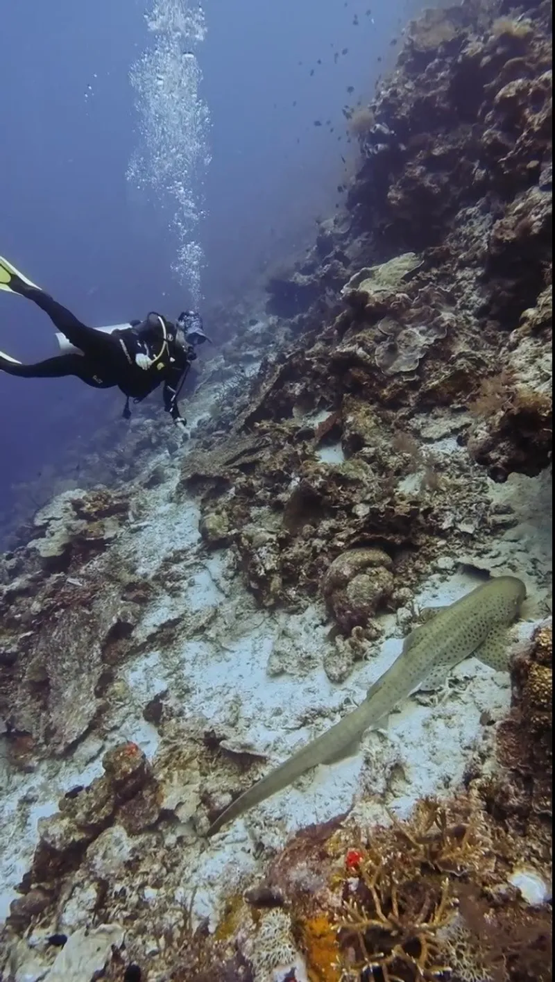 Maratua: Mantas, Medusas & Tiburones Ballena - Foto 8
